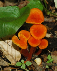 toadstool